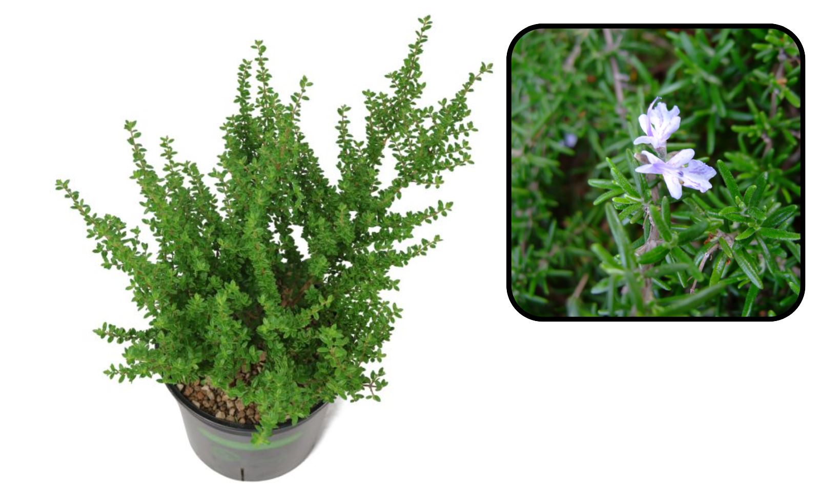 Đặc điểm nổi bật của cây Hàm Hương